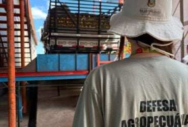 Secretaria da Agricultura realiza força-tarefa para evitar ingresso do Greening no Estado