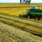 Selo ambiental amplia em mais de 60% área de arroz irrigado com produção sustentável no RS