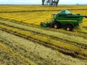 Selo ambiental amplia em mais de 60% área de arroz irrigado com produção sustentável no RS