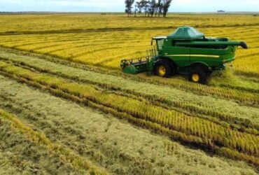 Selo ambiental amplia em mais de 60% área de arroz irrigado com produção sustentável no RS