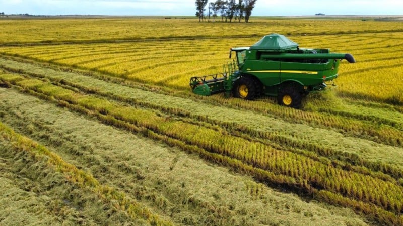 Selo ambiental amplia em mais de 60% área de arroz irrigado com produção sustentável no RS
