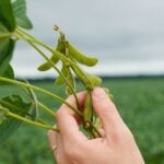 Imea aponta que sistema financeiro lidera fontes de financiamento para produção de soja em MT