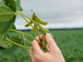 Imea aponta que sistema financeiro lidera fontes de financiamento para produção de soja em MT