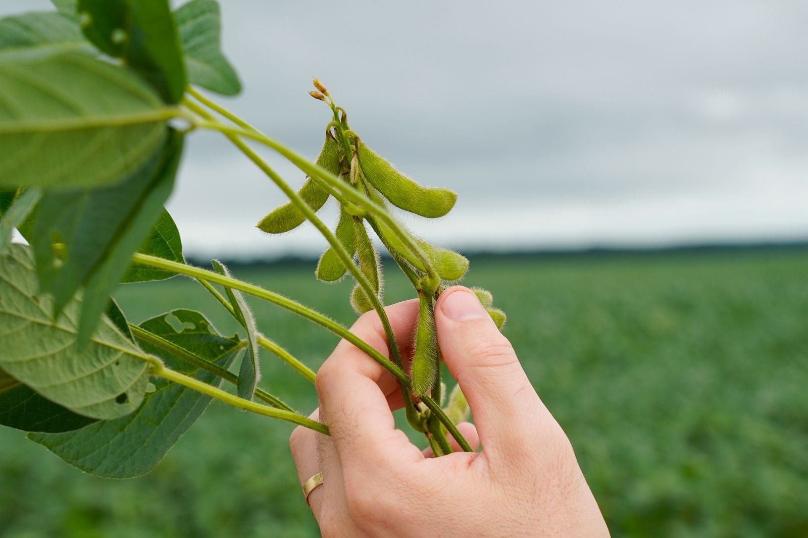 Imea aponta que sistema financeiro lidera fontes de financiamento para produção de soja em MT