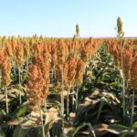 Sorgo se consolida como cultura estratégica no Maranhão e no Oeste da Bahia