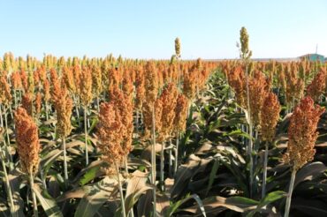 Sorgo se consolida como cultura estratégica no Maranhão e no Oeste da Bahia