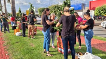 Pinheirinhos da Esperança recebem decoração natalina na Avenida Mato Grosso