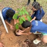 Projeto Águas do Lira já plantou mais de 17 mil mudas para recuperar nascentes em Sorriso