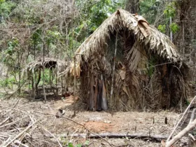 Indígenas isolados não são sujeitos a consulta prévia, indica DPU