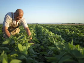 Biológicos ganham força no combate às principais doenças da soja