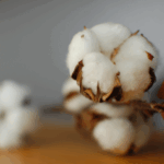 Indicador do algodão cai em novembro pelo 6º mês consecutivo