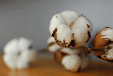 Indicador do algodão cai em novembro pelo 6º mês consecutivo