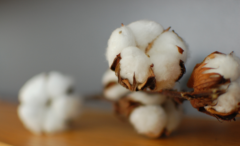 Indicador do algodão cai em novembro pelo 6º mês consecutivo