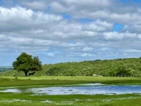 Embrapa Pecuária Sul orienta produtores sobre manejo do campo nativo após o retorno das chuvas