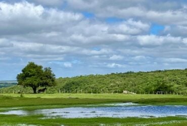 Embrapa Pecuária Sul orienta produtores sobre manejo do campo nativo após o retorno das chuvas