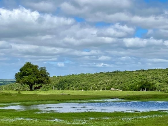 Embrapa Pecuária Sul orienta produtores sobre manejo do campo nativo após o retorno das chuvas