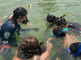 Projeto forma jovens guardiões de cavalo-marinho no Rio