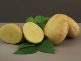 Embrapa lança cultivar de batata para a indústria de chips e palha