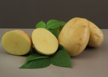 Embrapa lança cultivar de batata para a indústria de chips e palha