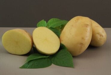 Embrapa lança cultivar de batata para a indústria de chips e palha