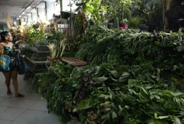 Ervas mantêm tradição e se adaptam às religiões afro no Mercadão