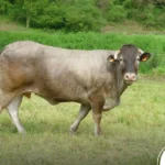 gado em pastagem no interior de Mato Grosso