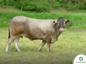 gado em pastagem no interior de Mato Grosso