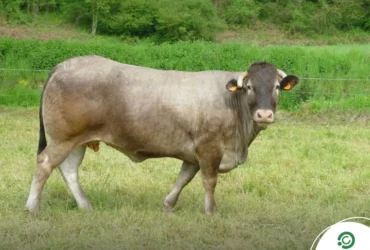 gado em pastagem no interior de Mato Grosso