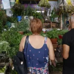 Tradição e fé impulsionam busca por ervas no fim de ano