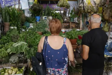 Tradição e fé impulsionam busca por ervas no fim de ano