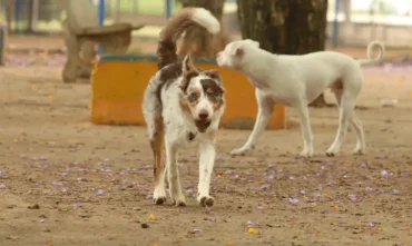 Abandono de animais no brasil atinge cerca de 30 milhões