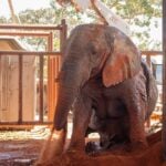 Ibama apura mortes de elefantes em santuário em Mato Grosso