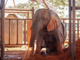 Ibama apura mortes de elefantes em santuário em Mato Grosso