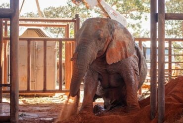 Ibama apura mortes de elefantes em santuário em Mato Grosso