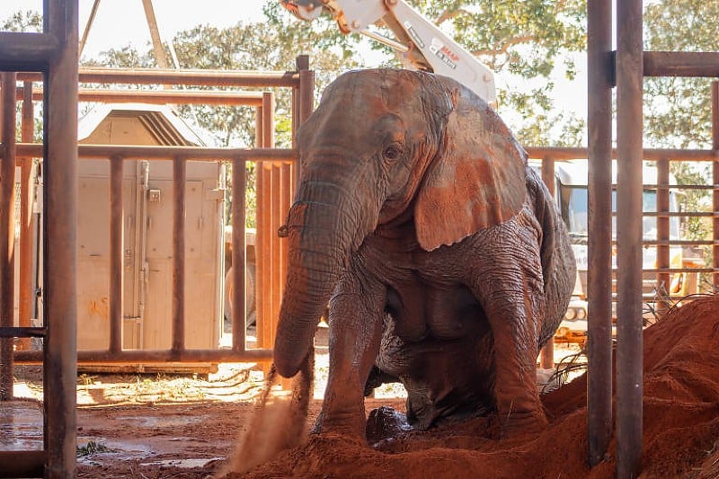 Ibama apura mortes de elefantes em santuário em Mato Grosso