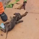 Garis salvam filhote de cachorro em caminhão de lixo em Rondonópolis