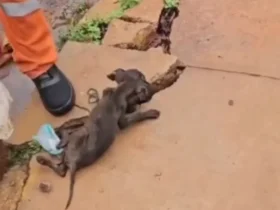 Garis salvam filhote de cachorro em caminhão de lixo em Rondonópolis