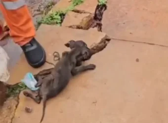 Garis salvam filhote de cachorro em caminhão de lixo em Rondonópolis