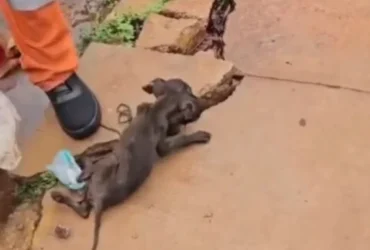 Garis salvam filhote de cachorro em caminhão de lixo em Rondonópolis