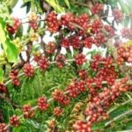 Chuvas trazem otimismo ao setor cafeeiro