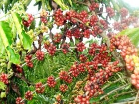 Chuvas trazem otimismo ao setor cafeeiro