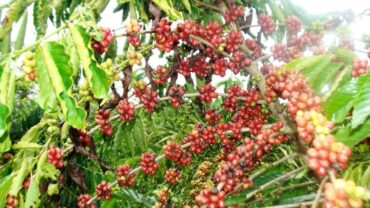 Chuvas trazem otimismo ao setor cafeeiro