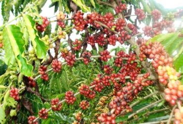 Chuvas trazem otimismo ao setor cafeeiro