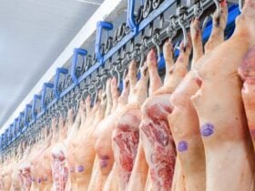 Exportações de carne suína registram maior queda mensal desde 2015, mas acumulado do ano supera 2024