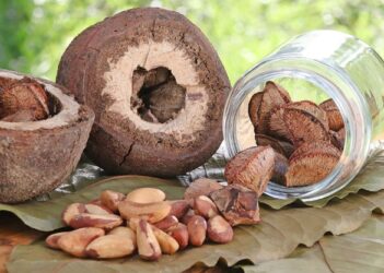 Farinha à base de castanha do brasil apresenta teor de proteína 60% superior ao trigo