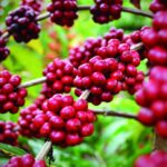 Com maior safra de conilon, produção de café é estimada em 56,5 milhões de sacas em 2025