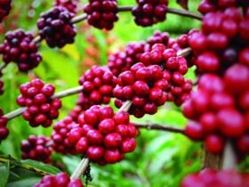 Com maior safra de conilon, produção de café é estimada em 56,5 milhões de sacas em 2025