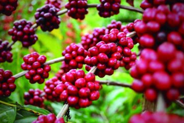Com maior safra de conilon, produção de café é estimada em 56,5 milhões de sacas em 2025