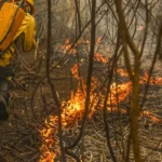 Clima ganha painel inédito para rastrear gastos ambientais no país