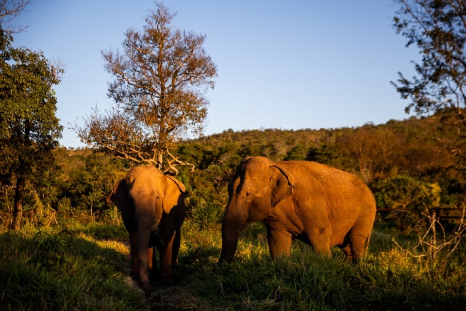 Elefantas no Santuário de Elefantes Brasil, em Mato Grosso